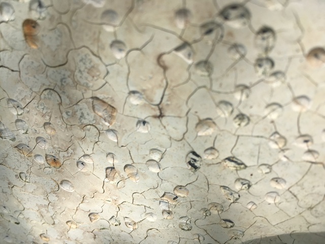 IMG_0402 web.jpg