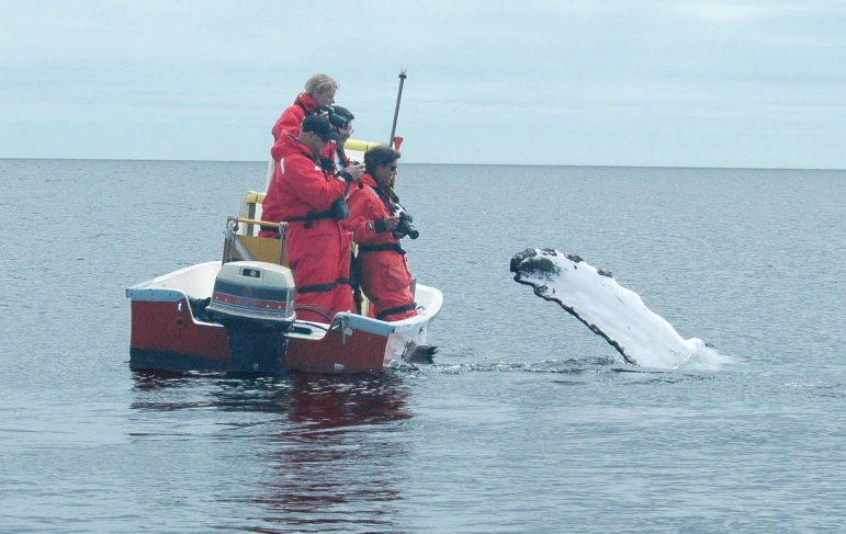 Humpback Wave.jpg
