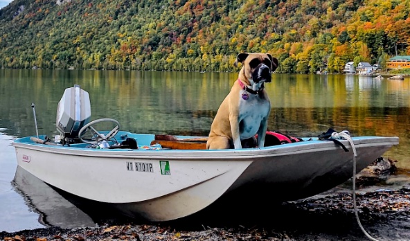 dogInBoat.jpg
