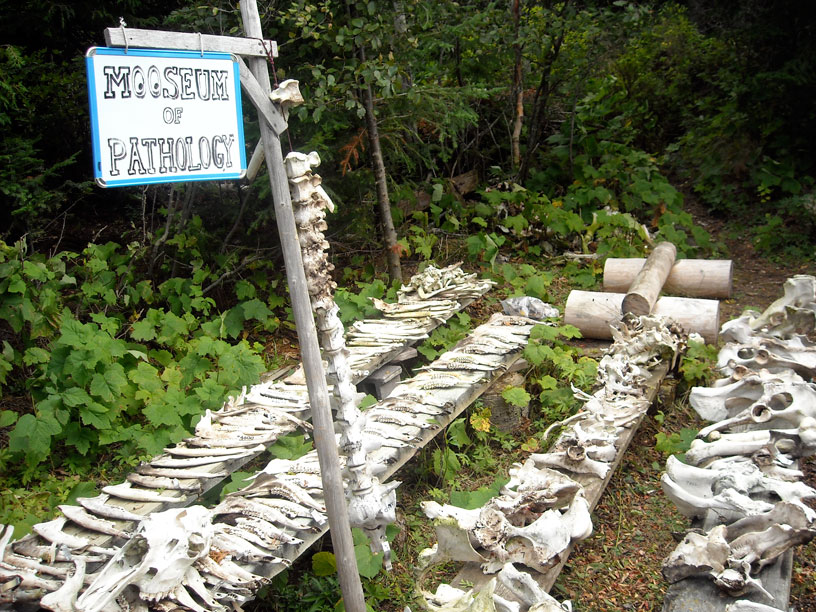 Photo: An exhibit of Moose skulls and bones, Bangsund Cottage,  Isle Royale.