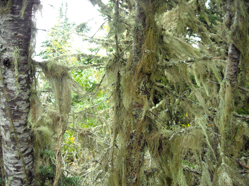 Photo: Trees with moss growing